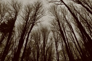 West coast forest at dusk