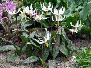 fawn lily
