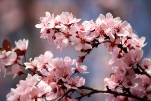 pink-plum-blossoms