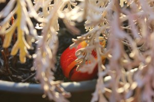 Photo by Tamu Miles. 