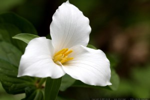 trillium