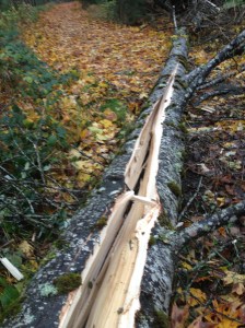 And those wild wild winds of change are blowing me home