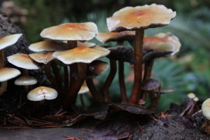 Rising from the detritus.