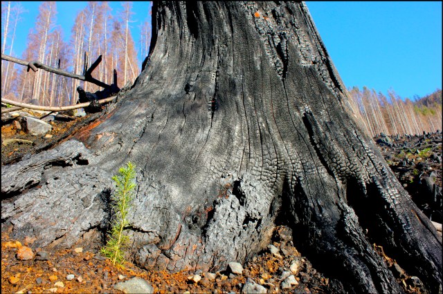Forest fire sapling