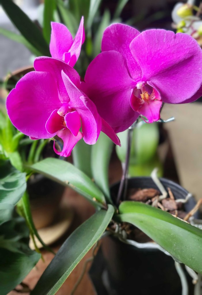 Navigating the Stars offers monthly horoscopes  that focus on the deep questions that ripple out from the soul and into our everyday lives.